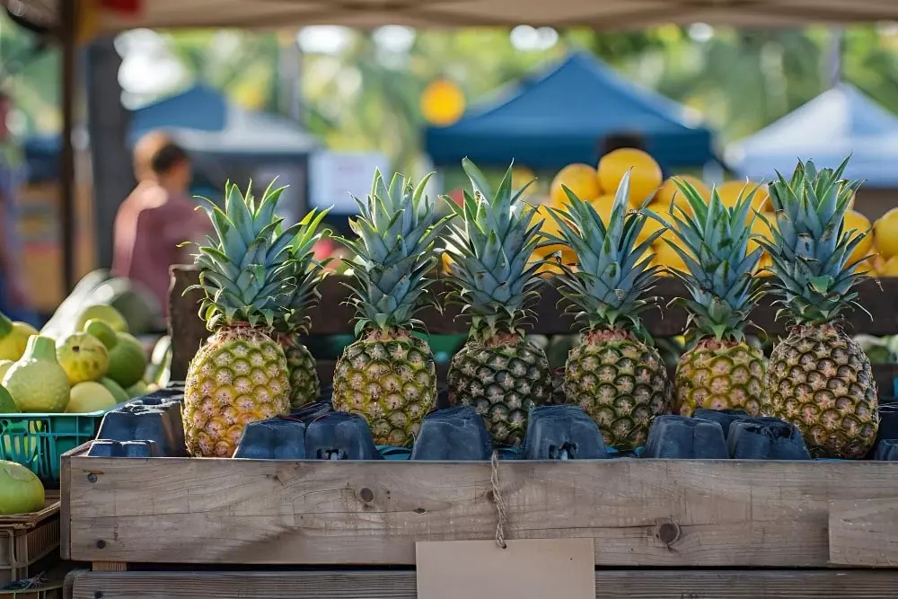 Máy Ép Trái Cây Multifruit: Phân Tích Chi Phí Và Lợi Nhuận Trong Kinh Doanh